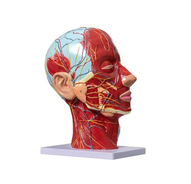 Анатомия лица человека: нервы, сосуды, мышцы