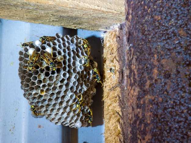 Преимущества пчелиного подмора